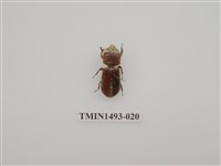 藏品(金龜科(三)及黑豔蟲科)的圖片